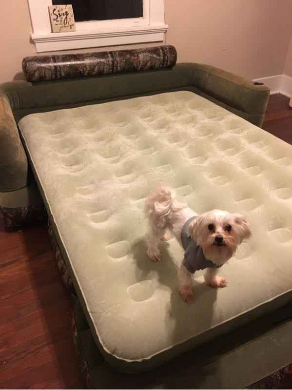 Nwr: my pup