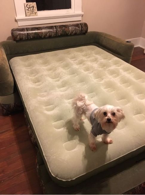Nwr: my pup