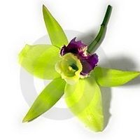 Show me your Boutonnieres