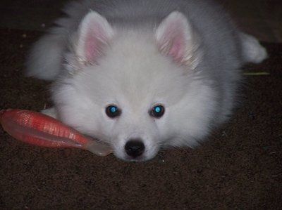NWR: What kind of dog do you have?