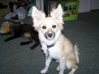 NWR: What kind of dog do you have?
