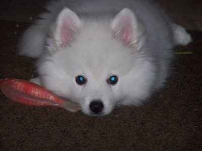 NWR: What kind of dog do you have?