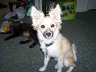 NWR: What kind of dog do you have?