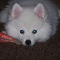 NWR: What kind of dog do you have?