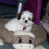 NWR: What kind of dog do you have?