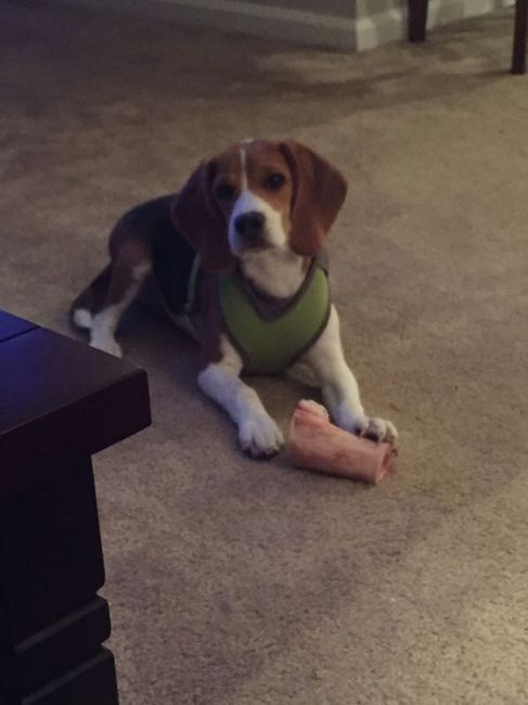 Nwr: my pup