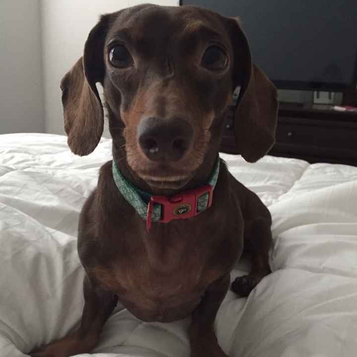 Fur Babies (Give the Best Hugs)