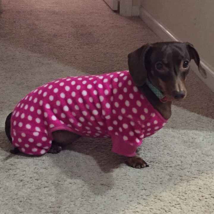 Just ordered my dogs first birthday cake! NWR