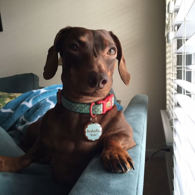 Nwr: my pup