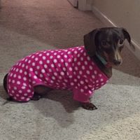 Just ordered my dogs first birthday cake! NWR