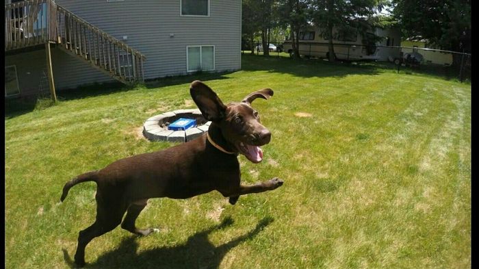 Furbaby pick me up