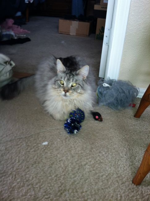 Do you and your FH have a pet?