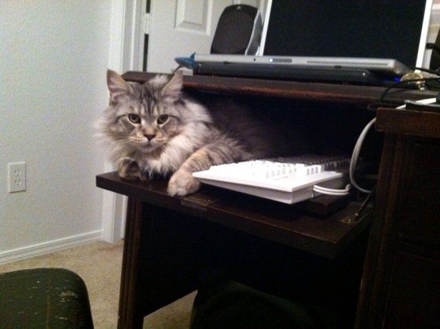 Do you and your FH have a pet?