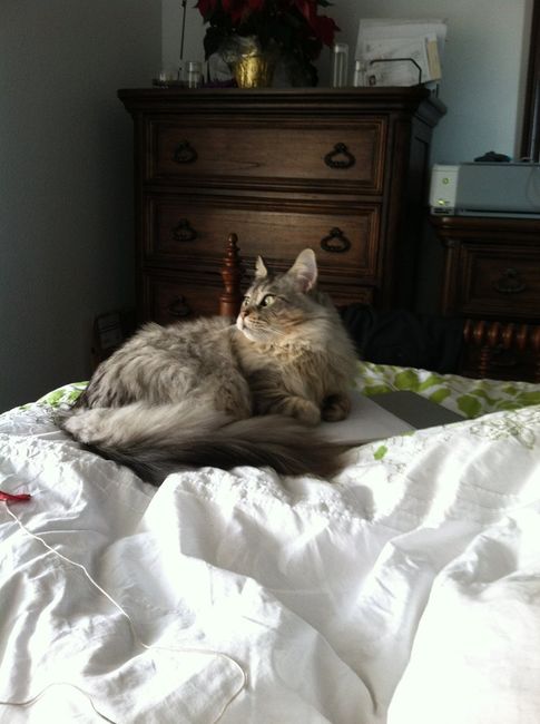 NWR: Macaroni (sick kitty) update-- news on page 2