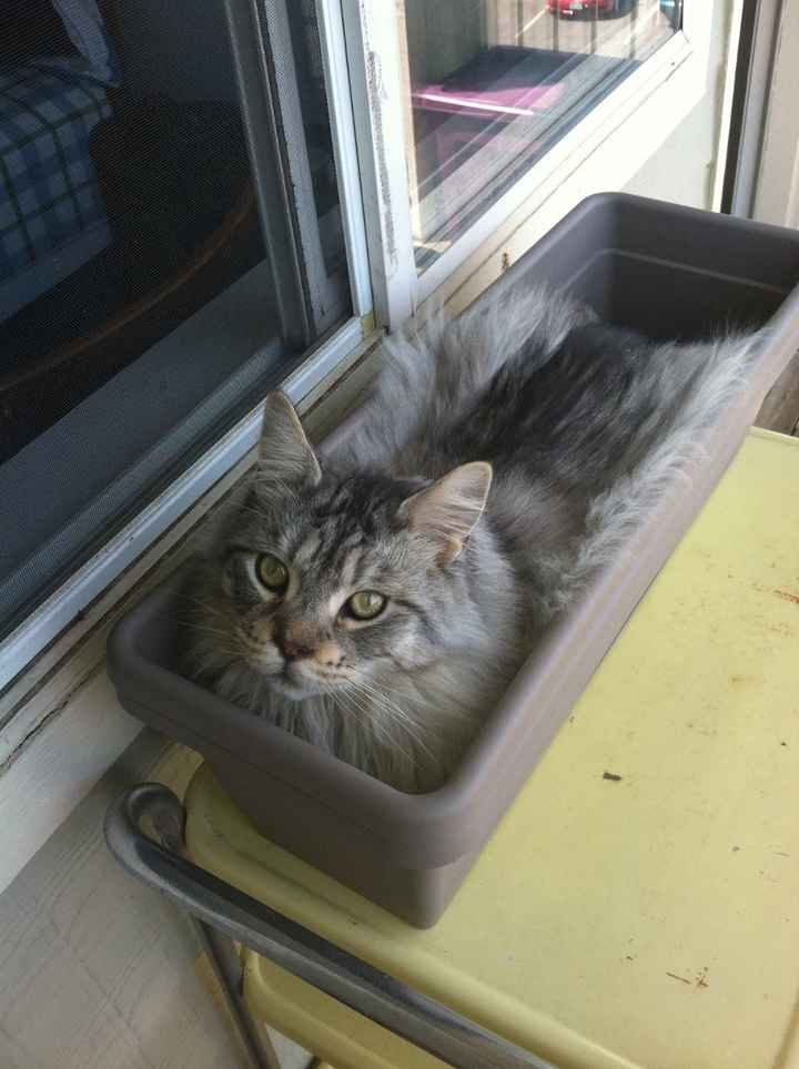 Do you and your FH have a pet?
