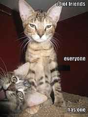 Why are there no Friday animal funnies?