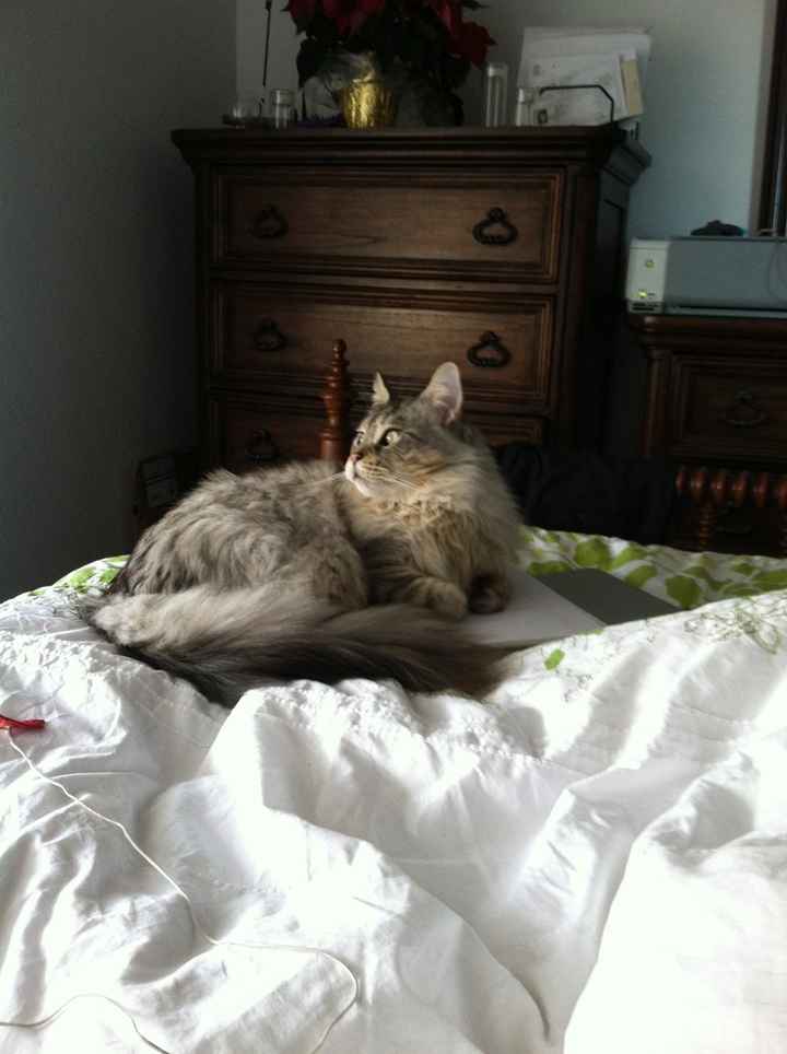NWR: Macaroni (sick kitty) update-- news on page 2
