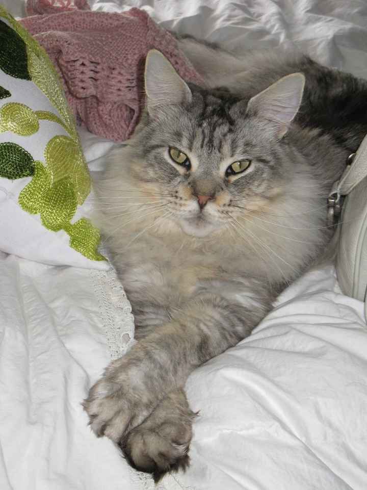 NWR: Macaroni Update (Sick kitty)