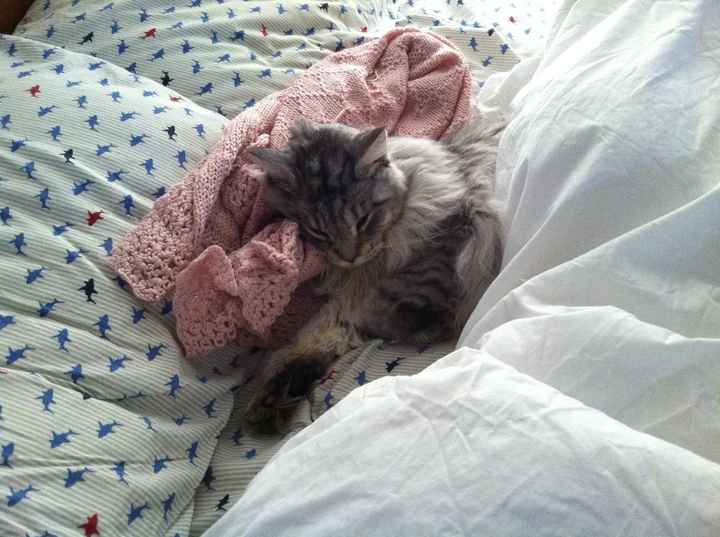 NWR: Macaroni (sick kitty) update-- news on page 2