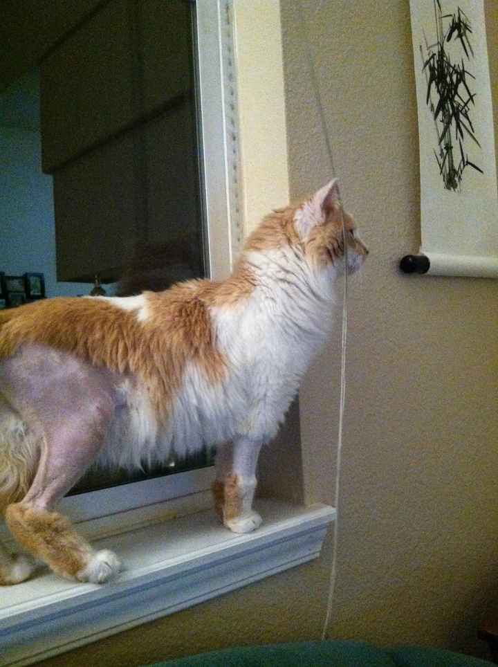 Fostering Update