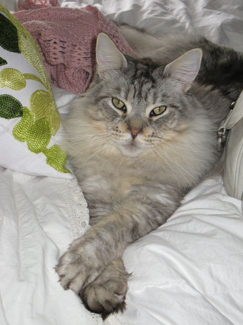 NWR: Macaroni Update (Sick kitty)