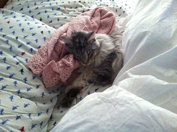 NWR: Macaroni (sick kitty) update-- news on page 2