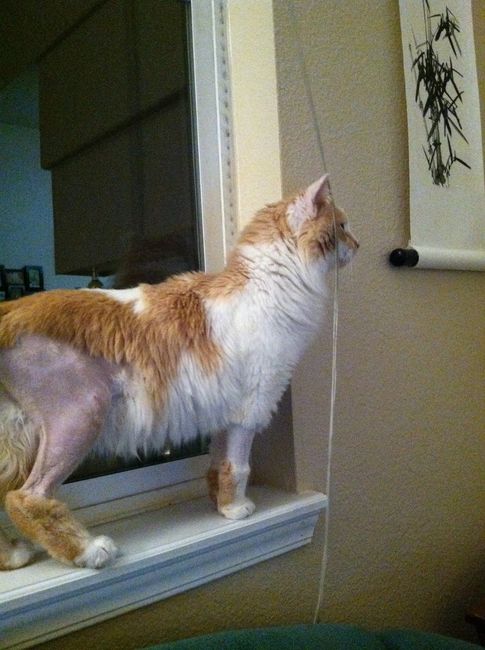 Fostering Update