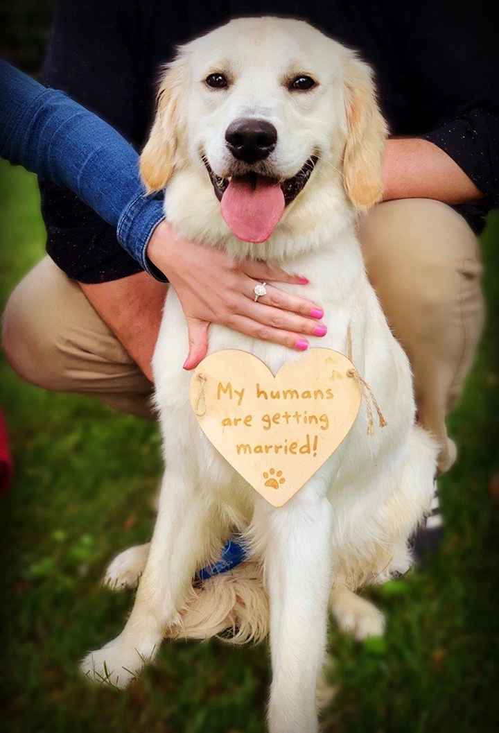 Wallis the ring dog :)