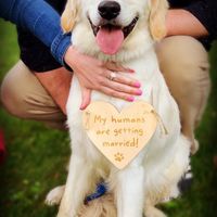 Wallis the ring dog :)
