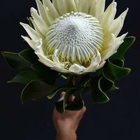 Wedding flowers - 2