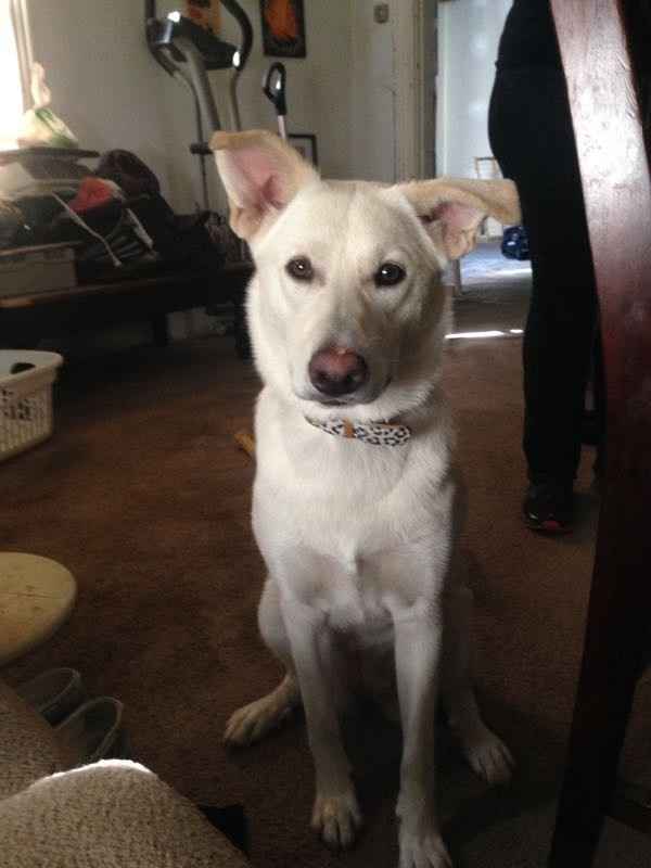 Thoughts on dogs in the wedding?