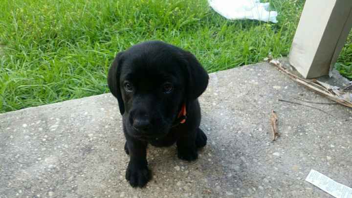 NWR we got our puppy today!