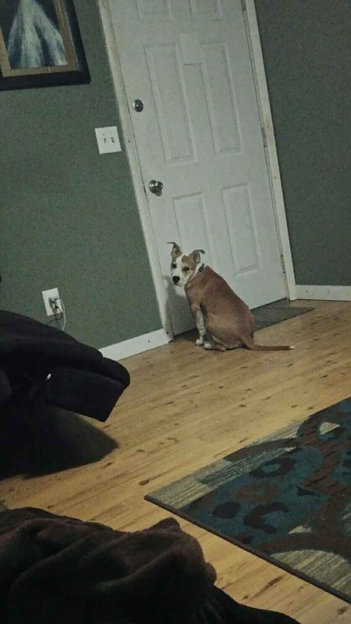 Let me see those fur babies!