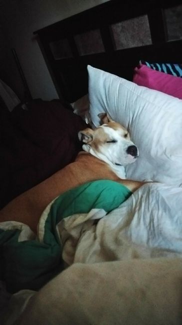 NWR: My pup thinks she's people. She's right. Show me your "people pups!"