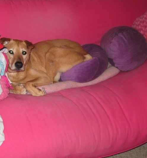 NWR- who has adopted their animals??