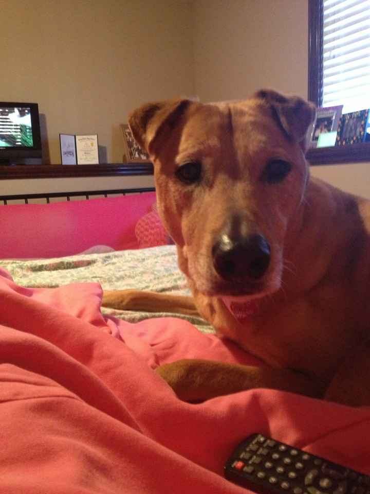 NWR: Pet Post