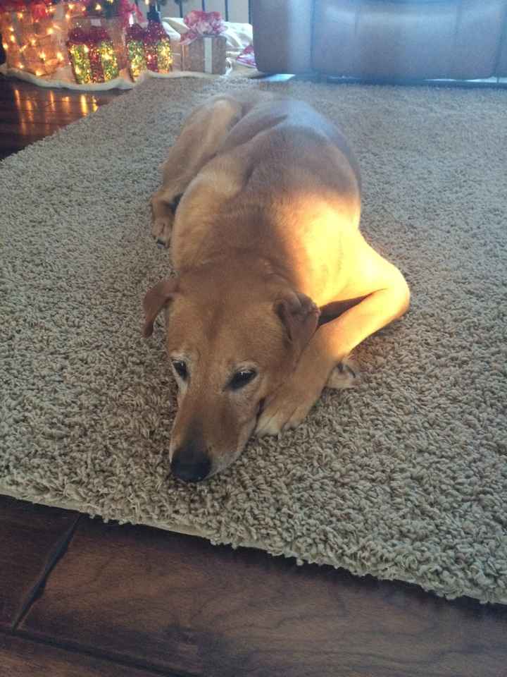 NWR: Pet Post