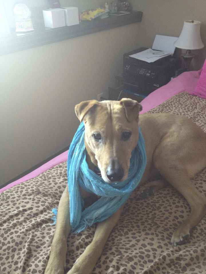 NWR: Pet Post