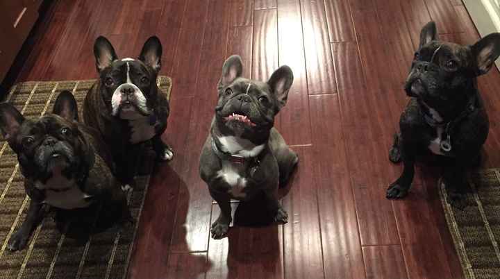 NWR:  Show me your fur babies!