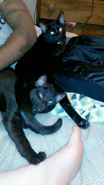 Let me see those fur babies!