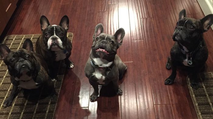 NWR:  Show me your fur babies!