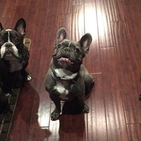 NWR:  Show me your fur babies!