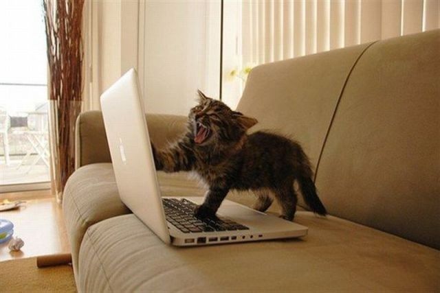 Why are there no Friday animal funnies?
