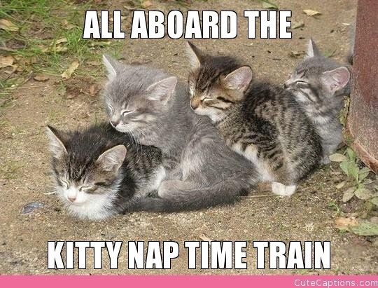 Workout Kitty Says If You See Me