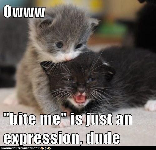 Mrs S ... We need to start another funny Cat thread!