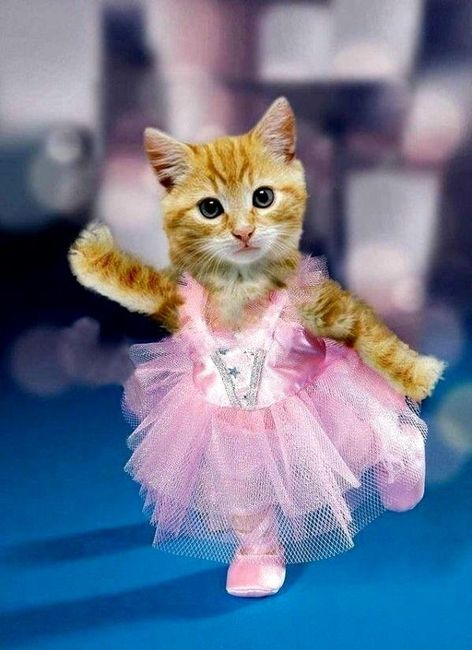 YAY!!!! It's hump day!!! Cats are dancing =) ***PIC***