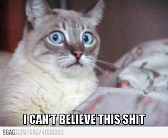 TGIF! Friday Cat Pics Included
