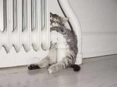TGIF! Friday Cat Pics Included