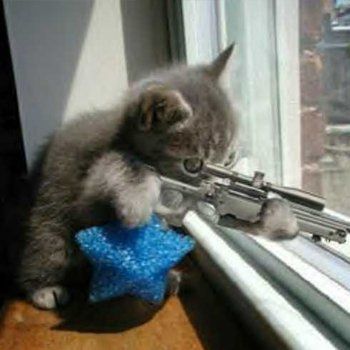 Cats!!!