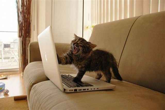 Why are there no Friday animal funnies?